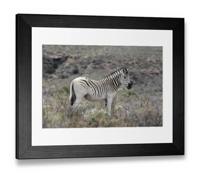 Framed Print : Common Zebra (Equus quagga) young male, with unusual pale coat pattern, standing in vegetation, Karoo N. P Framed Print : Common Zebra (Equus quagga) young male, with unusual pale coat pattern, standing in vegetation, Karoo N. P