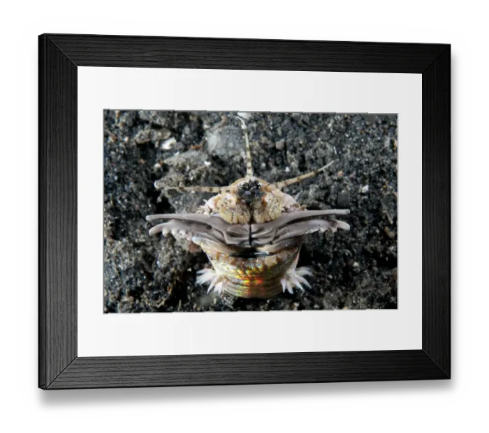 Framed Print : Bobbit Worm (Eunice aphroditois) adult, with jaws open outside of hole at night, Lembeh Straits, Sulawesi Framed Print : Bobbit Worm (Eunice aphroditois) adult, with jaws open outside of hole at night, Lembeh Straits, Sulawesi