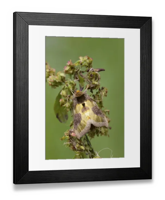 Framed Print : Burnished Brass Moth (Diachrysia chrysitis juncta) adult, resting on dock, Berwickshire, Scottish Borders, Scotland Framed Print : Burnished Brass Moth (Diachrysia chrysitis juncta) adult, resting on dock, Berwickshire, Scottish Borders, Scotland
