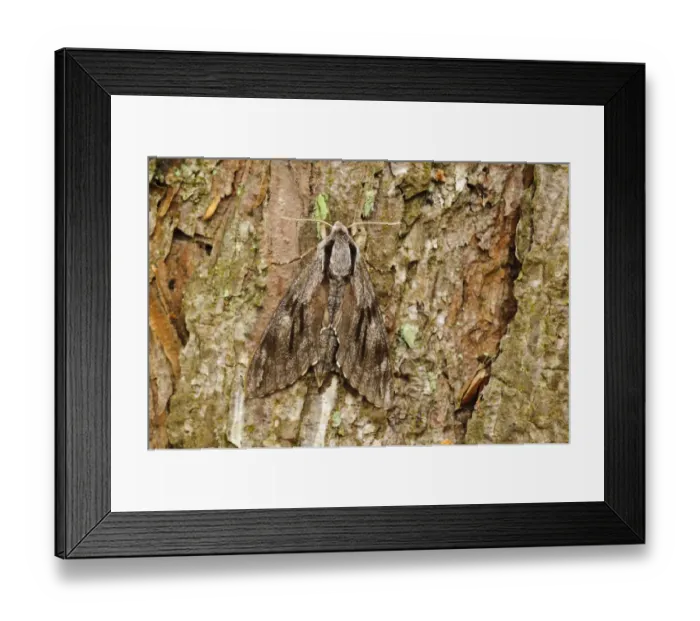 Framed Print : Pine Hawkmoth (Hyloicus pinastri) adult, camouflaged on pine bark, Thursley Common National Nature Reserve, Surrey Framed Print : Pine Hawkmoth (Hyloicus pinastri) adult, camouflaged on pine bark, Thursley Common National Nature Reserve, Surrey