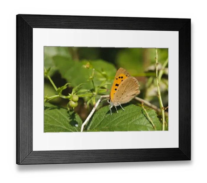 Framed Print : Small Copper (Lycaena phlaeas) adult, resting on leaf, Southwater Woods, West Sussex, England, July
