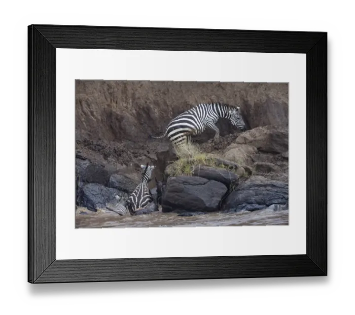 Framed Print : Burchells Zebra (Equus quagga burchellii) and White-bearded Wildebeest (Connochaetes taurinus mearnsi) herd Framed Print : Burchells Zebra (Equus quagga burchellii) and White-bearded Wildebeest (Connochaetes taurinus mearnsi) herd