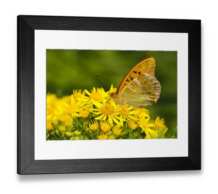 Framed Print : Silver-washed Fritillary (Argynnis paphia) adult, feeding on Ragwort (Senecio sp. ) flowers, Southwater Woods Framed Print : Silver-washed Fritillary (Argynnis paphia) adult, feeding on Ragwort (Senecio sp. ) flowers, Southwater Woods