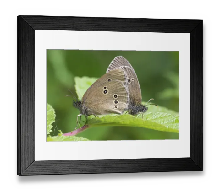 Framed Print : Ringlet (Aphantopus hyperantus) adult pair, mating, Berwickshire, Scottish Borders, Scotland, july Framed Print : Ringlet (Aphantopus hyperantus) adult pair, mating, Berwickshire, Scottish Borders, Scotland, july