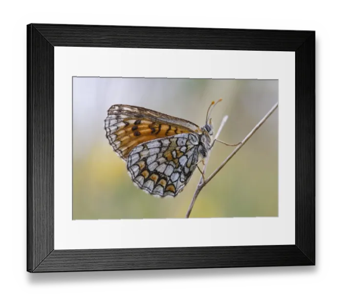 Framed Print : Meadow Fritillary (Melitaea parthenoides) adult, resting on stem, Causse de Gramat, Massif Central, Lot Region, France Framed Print : Meadow Fritillary (Melitaea parthenoides) adult, resting on stem, Causse de Gramat, Massif Central, Lot Region, France