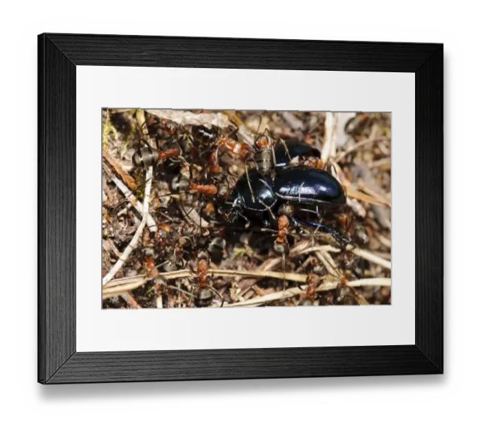 Framed Print : Southern Wood Ant (Formica rufa) workers, group dragging Violet Ground Beetle (Carabus violaceus) into nest Framed Print : Southern Wood Ant (Formica rufa) workers, group dragging Violet Ground Beetle (Carabus violaceus) into nest