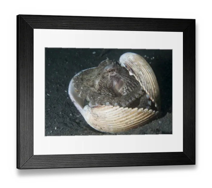 Framed Print : Veined Octopus (Amphioctopus marginatus) adult, sheltering in shell, Lembeh Straits, Sulawesi, Sunda Islands, Indonesia Framed Print : Veined Octopus (Amphioctopus marginatus) adult, sheltering in shell, Lembeh Straits, Sulawesi, Sunda Islands, Indonesia