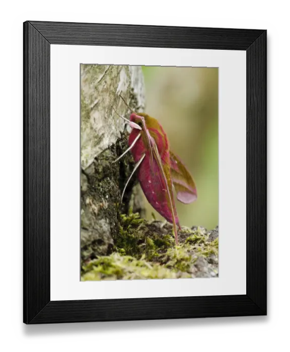 Framed Print : Elephant Hawkmoth (Deilephila elpenor) adult, resting on birch tree, Thursley Common National Nature Reserve, Surrey Framed Print : Elephant Hawkmoth (Deilephila elpenor) adult, resting on birch tree, Thursley Common National Nature Reserve, Surrey