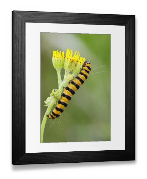Framed Print : Cinnabar Moth (Tyria jacobaeae) caterpillar, feeding on Common Ragwort (Senecio jacobaea) Framed Print : Cinnabar Moth (Tyria jacobaeae) caterpillar, feeding on Common Ragwort (Senecio jacobaea)