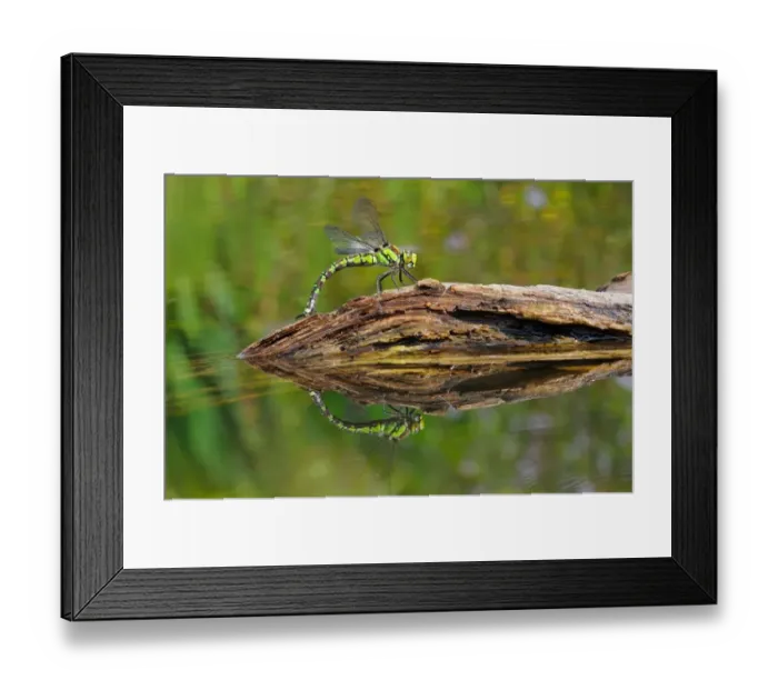 Framed Print : Southern Hawker (Aeshna cyanea) adult female, laying eggs in partially submerged rotting wood, Oxfordshire, England Framed Print : Southern Hawker (Aeshna cyanea) adult female, laying eggs in partially submerged rotting wood, Oxfordshire, England