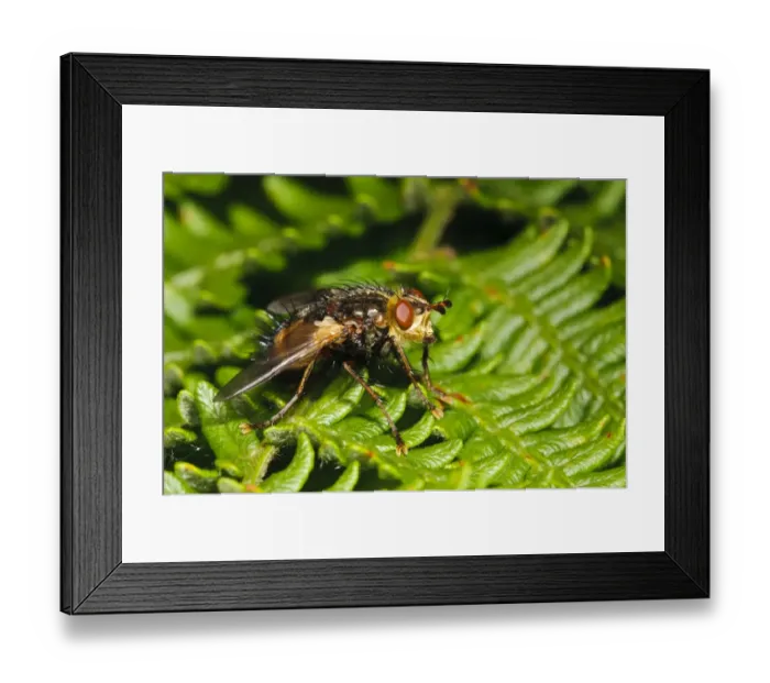 Framed Print : Tachinid Fly (Tachina fera) adult, basking on bracken frond, Southwater Woods, West Sussex, England, July Framed Print : Tachinid Fly (Tachina fera) adult, basking on bracken frond, Southwater Woods, West Sussex, England, July