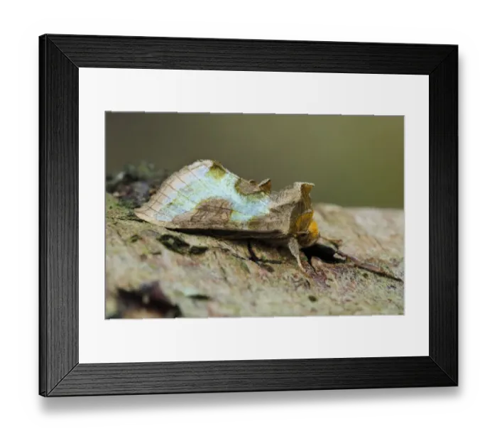 Framed Print : Burnished Brass (Diachrysia chrysitis) adult, resting on birch branch, Thursley Common National Nature Reserve, Surrey Framed Print : Burnished Brass (Diachrysia chrysitis) adult, resting on birch branch, Thursley Common National Nature Reserve, Surrey