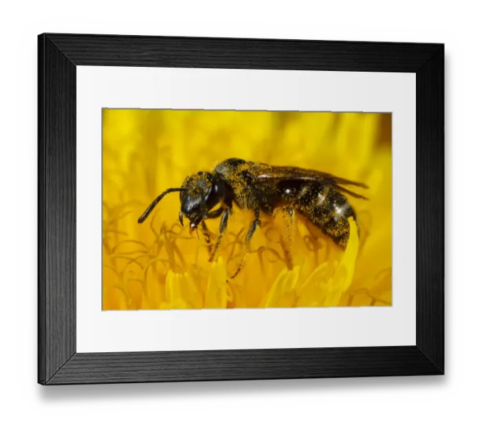 Framed Print : Slender Mining Bee (Lasioglossum calceatum) adult female, feeding in dandelion flower, Powys, Wales, May Framed Print : Slender Mining Bee (Lasioglossum calceatum) adult female, feeding in dandelion flower, Powys, Wales, May