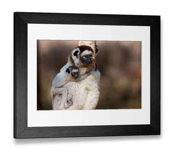 Framed Print : Verreauxs Sifaka (Propithecus verreauxi) adult female carrying young on back, Madagascar, October