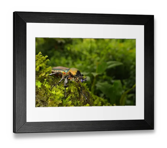 Framed Print : Flower Chafer (Stephanocrates benningseni) adult, Kahuzi-Biega N. P. Kivu Region, Democratic Republic of Congo, november Framed Print : Flower Chafer (Stephanocrates benningseni) adult, Kahuzi-Biega N. P. Kivu Region, Democratic Republic of Congo, november