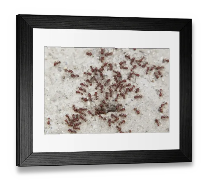 Framed Print : Southern Fire Ant (Solenopsis xyloni) adults, swarm at nesthole entrance, Sabal Palm Sanctuary, Texas, U. S. A. april