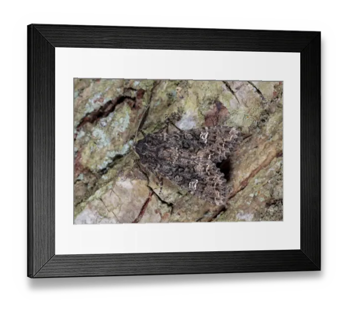 Framed Print : Cabbage Moth (Mamestra brassicae) adult, resting on bark, Powys, Wales, May