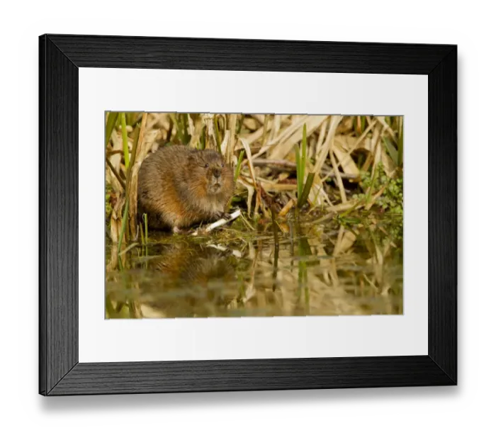 Framed Print : Water Vole (Arvicola terrestris) adult, feeding at edge of water, Derbyshire, England, March