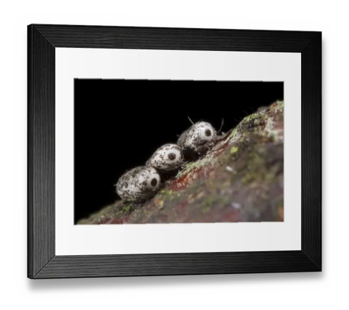 Framed Print : December Moth (Poecilocampa populi) over-wintering eggs, laid on birch twig, Powys, Wales, February Framed Print : December Moth (Poecilocampa populi) over-wintering eggs, laid on birch twig, Powys, Wales, February