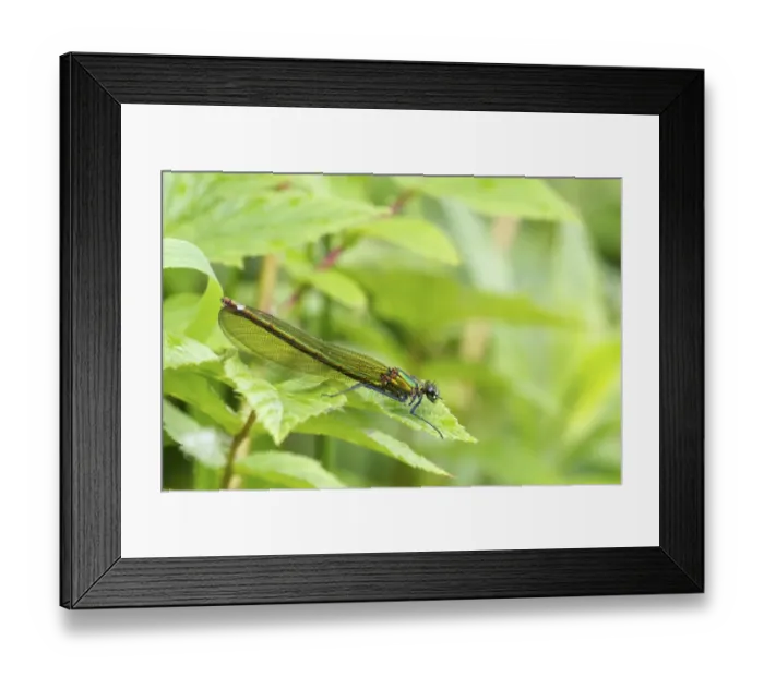 Framed Print : Beautiful Demoiselle (Calopteryx virgo) adult female, with missing leg, resting on leaf, River Whiteadder Framed Print : Beautiful Demoiselle (Calopteryx virgo) adult female, with missing leg, resting on leaf, River Whiteadder