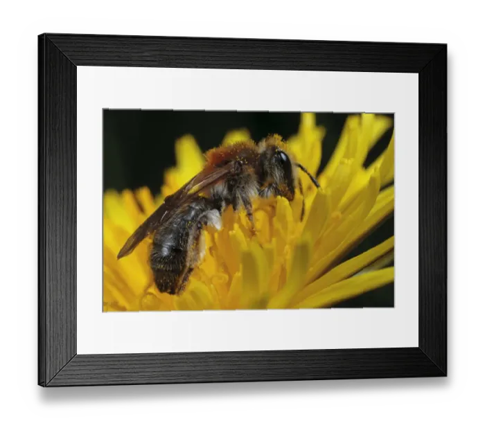 Framed Print : Early Mining Bee (Andrena haemorrhoa) adult female, feeding in dandelion flower, Powys, Wales, May