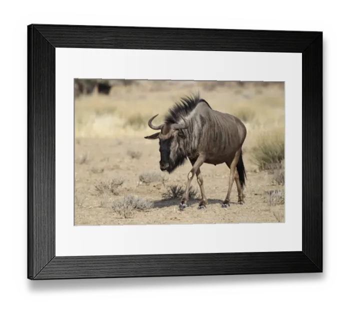 Framed Print : Blue Wildebeest (Connochaetus taurinus) adult, walking, Kgalagadi Transfrontier Park, Kalahari Gemsbok N. P Framed Print : Blue Wildebeest (Connochaetus taurinus) adult, walking, Kgalagadi Transfrontier Park, Kalahari Gemsbok N. P