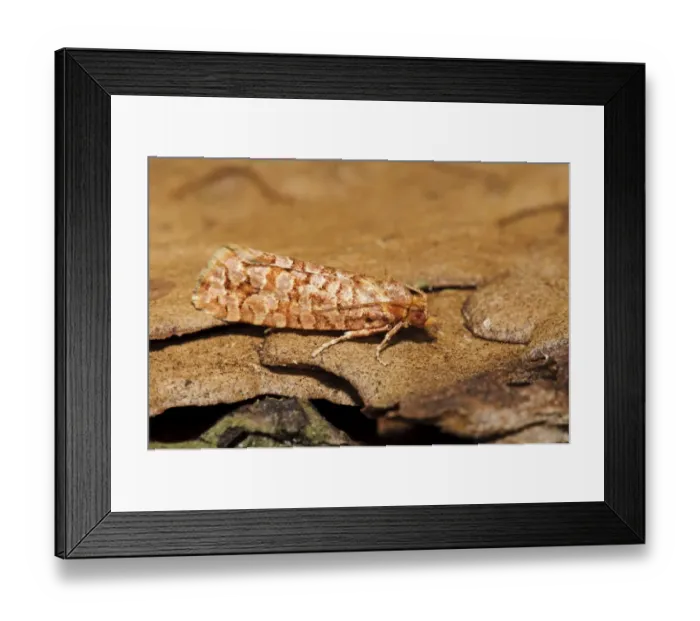 Framed Print : Orange Pine Tortrix (Lozotaeniodes formosanus) adult, resting on pine bark, Thursley Common National Nature Reserve Framed Print : Orange Pine Tortrix (Lozotaeniodes formosanus) adult, resting on pine bark, Thursley Common National Nature Reserve