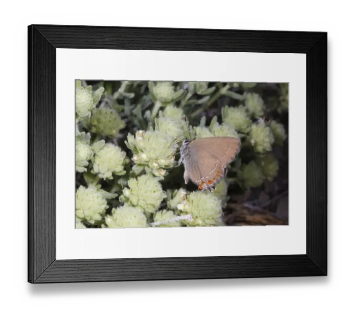 Framed Print : False Ilex Hairstreak (Satyrium esculi) adult, feeding on Felty Germander (Teucrium polium) flowers
