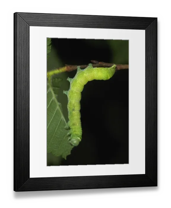 Framed Print : Common Quaker (Orthosia cerasi) caterpillar, feeding on elm leaves in ancient woodland, Gelli Hir Wood Framed Print : Common Quaker (Orthosia cerasi) caterpillar, feeding on elm leaves in ancient woodland, Gelli Hir Wood