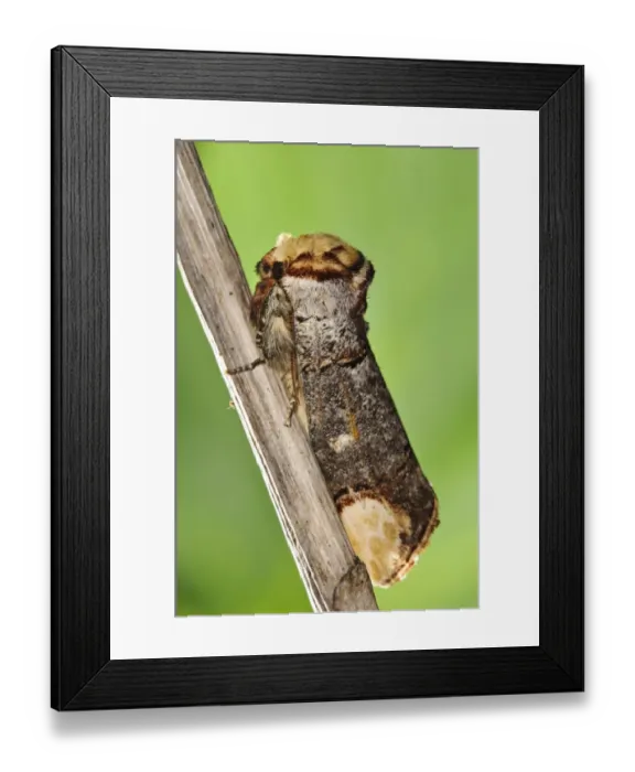 Framed Print : Buff-tip (Phalera bucephala) adult, resting on reed stem, Priory Water Nature Reserve, Leicestershire, England, May Framed Print : Buff-tip (Phalera bucephala) adult, resting on reed stem, Priory Water Nature Reserve, Leicestershire, England, May