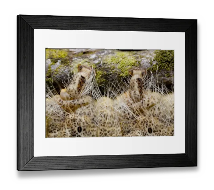 Framed Print : December Moth (Poecilocampa populi) final instar larva, close-up of pro-legs and spiracles, Powys, Wales, May Framed Print : December Moth (Poecilocampa populi) final instar larva, close-up of pro-legs and spiracles, Powys, Wales, May