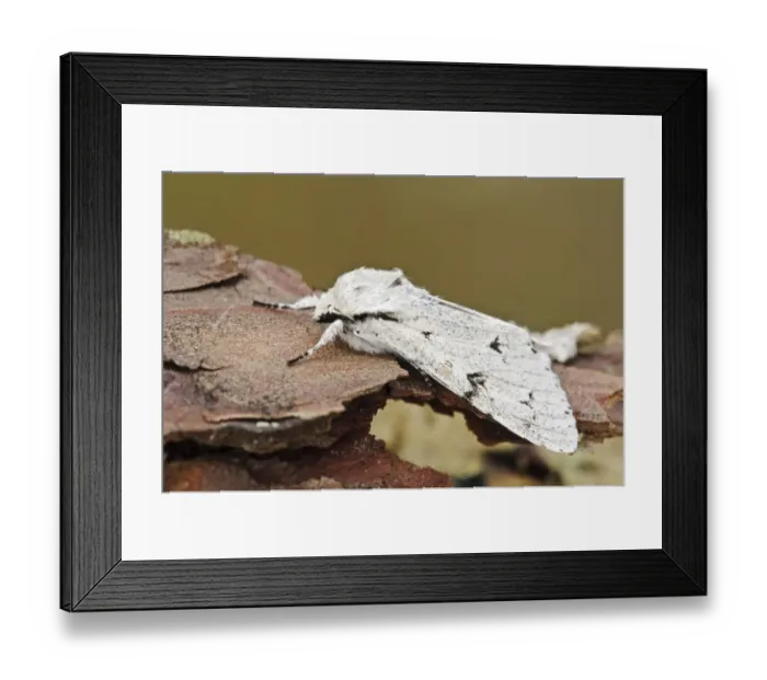 Framed Print : The Miller (Acronicta leporina) adult, resting on pine bark, Thursley Common National Nature Reserve, Surrey, England Framed Print : The Miller (Acronicta leporina) adult, resting on pine bark, Thursley Common National Nature Reserve, Surrey, England