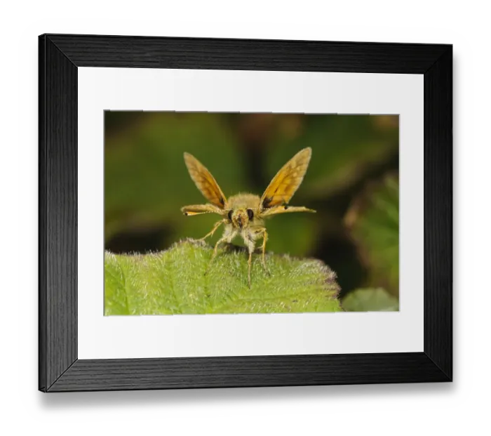 Framed Print : Essex Skipper (Thymelicus lineola) adult, resting on leaf, Thursley Common National Nature Reserve, Surrey, England Framed Print : Essex Skipper (Thymelicus lineola) adult, resting on leaf, Thursley Common National Nature Reserve, Surrey, England
