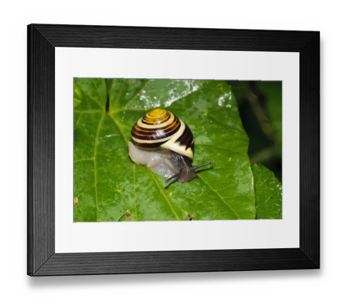 Framed Print : White-lipped Banded Snail (Cepaea hortensis) adult, crawling on wet leaf, Wicken Fen, Cambridgeshire, England, July Framed Print : White-lipped Banded Snail (Cepaea hortensis) adult, crawling on wet leaf, Wicken Fen, Cambridgeshire, England, July