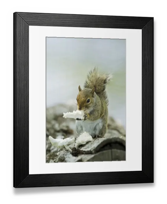 Framed Print : Eastern Grey Squirrel (Sciurus carolinensis) adult, feeding on fungi, Brazos Bend State Park, Texas, U. S. A. april Framed Print : Eastern Grey Squirrel (Sciurus carolinensis) adult, feeding on fungi, Brazos Bend State Park, Texas, U. S. A. april