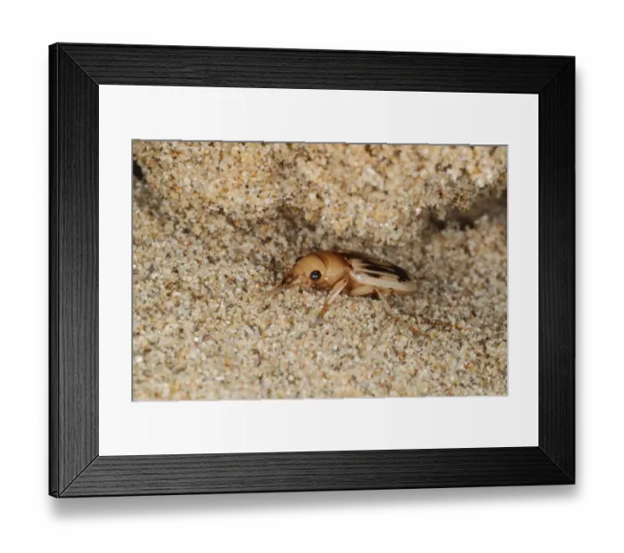 Framed Print : Beachcomber Beetle (Nebria complanata) adult, under strandline debris on beach, Gower Peninsula, Glamorgan, Wales Framed Print : Beachcomber Beetle (Nebria complanata) adult, under strandline debris on beach, Gower Peninsula, Glamorgan, Wales