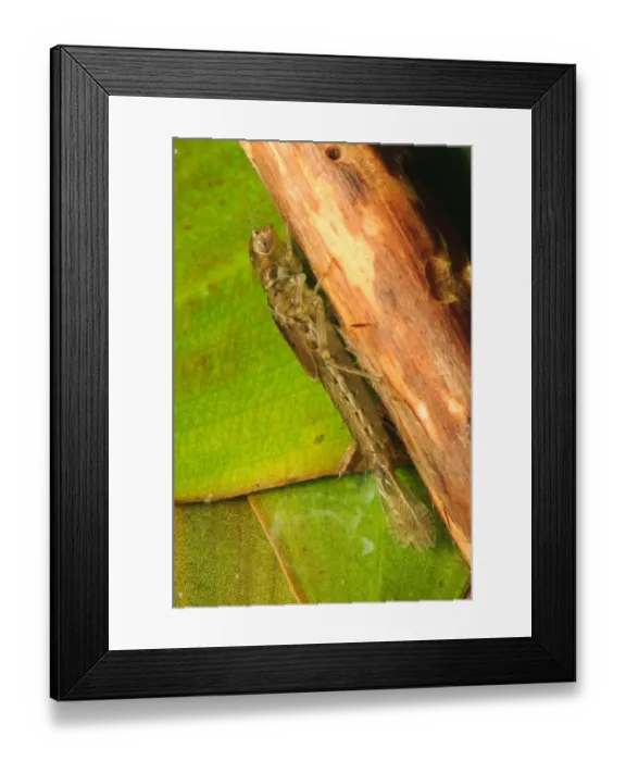 Framed Print : Small Red Damselfly (Ceriagrion tenellum) nymph, clinging to pondweed underwater Framed Print : Small Red Damselfly (Ceriagrion tenellum) nymph, clinging to pondweed underwater
