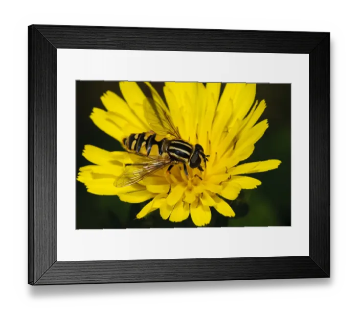 Framed Print : Brindled Hoverfly (Helophilus pendulus) adult, feeding on flower, Hadleigh Country Park, Essex, England, July Framed Print : Brindled Hoverfly (Helophilus pendulus) adult, feeding on flower, Hadleigh Country Park, Essex, England, July