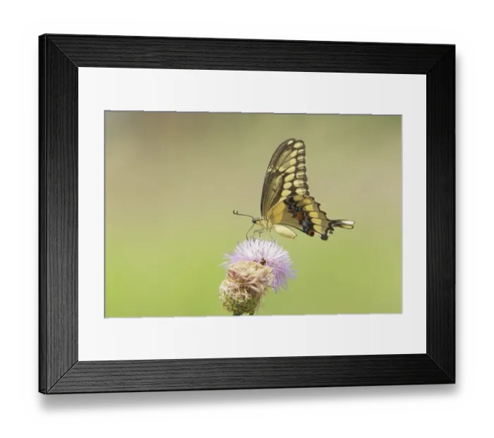Framed Print : Giant Swallowtail (Papilio cresphontes) adult, feeding at flower, Sabal Palm Sanctuary, Texas, U. S. A. april