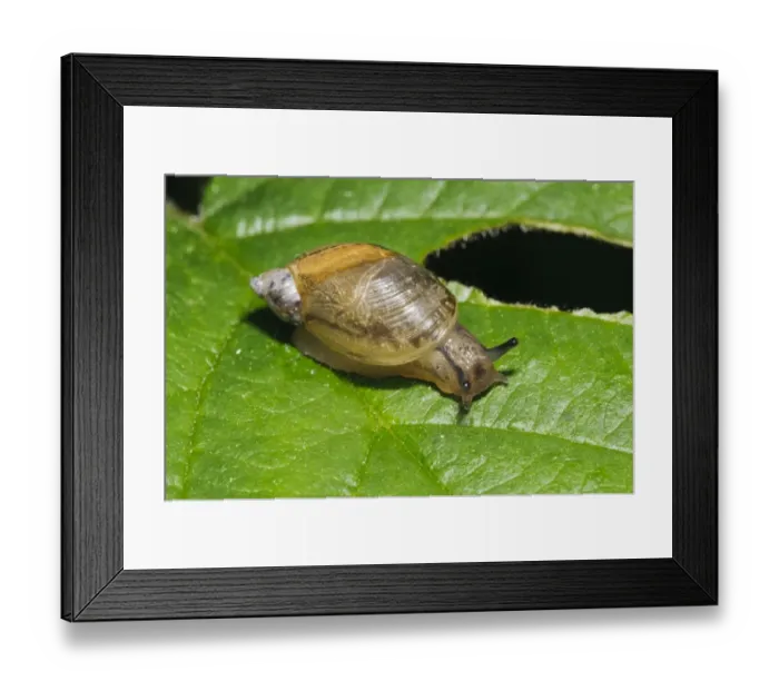 Framed Print : Common Amber Snail (Succinea putris) adult, crawling on partially eaten leaf, Priory Water Nature Reserve Framed Print : Common Amber Snail (Succinea putris) adult, crawling on partially eaten leaf, Priory Water Nature Reserve