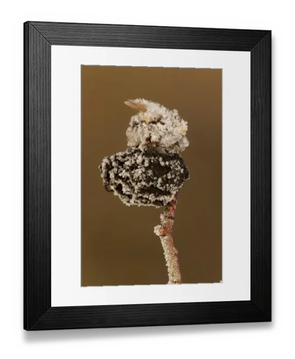 Framed Print : Bumblebee (Apidae sp. ) dead adult, covered with frost ice crystals, frozen on rosehip, Sheffield, South Yorkshire Framed Print : Bumblebee (Apidae sp. ) dead adult, covered with frost ice crystals, frozen on rosehip, Sheffield, South Yorkshire