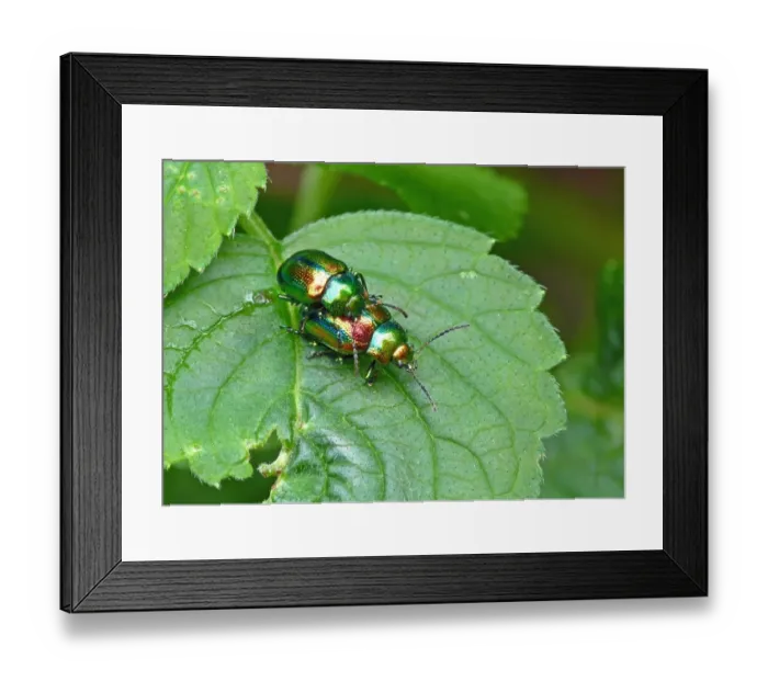 Framed Print : Dead-nettle Leaf Beetle (Chrysolina fastuosa) adult pair, mating on leaf, Italy, july Framed Print : Dead-nettle Leaf Beetle (Chrysolina fastuosa) adult pair, mating on leaf, Italy, july