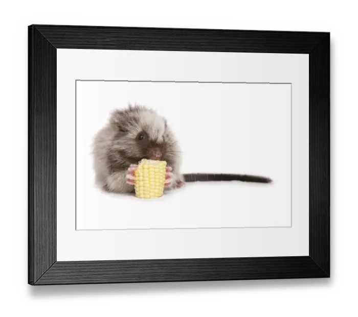 Framed Print : Northern Luzon Giant Cloud Rat (Phloeomys pallidus) juvenile, feeding on maize cob Framed Print : Northern Luzon Giant Cloud Rat (Phloeomys pallidus) juvenile, feeding on maize cob