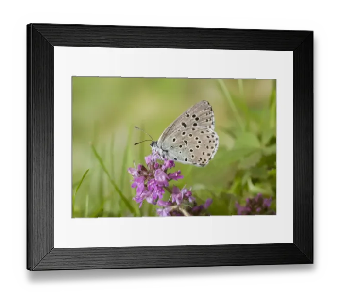 Framed Print : Large Blue (Maculinea arion) adult, underside, resting on thyme flowers, Somerset, England, june Framed Print : Large Blue (Maculinea arion) adult, underside, resting on thyme flowers, Somerset, England, june