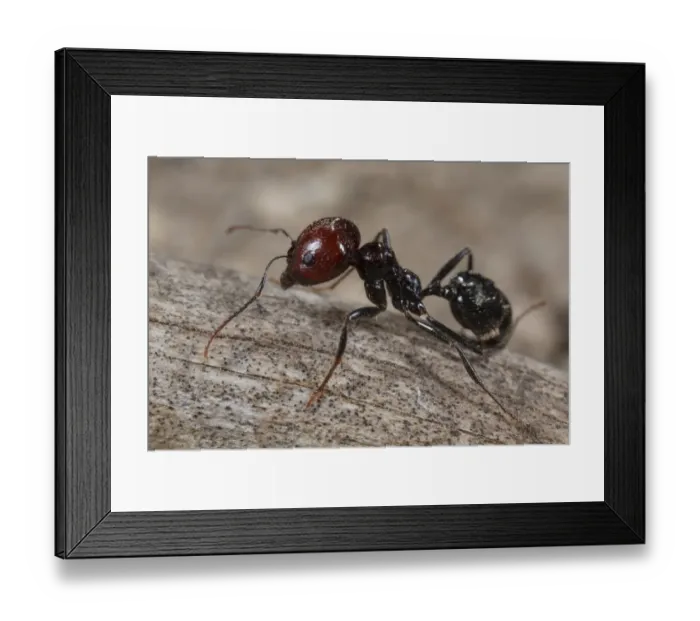 Framed Print : Harvester Ant (Messor barbara) median worker, Chaine des Alpilles, Bouches-du-Rhone, Provence, France, June Framed Print : Harvester Ant (Messor barbara) median worker, Chaine des Alpilles, Bouches-du-Rhone, Provence, France, June