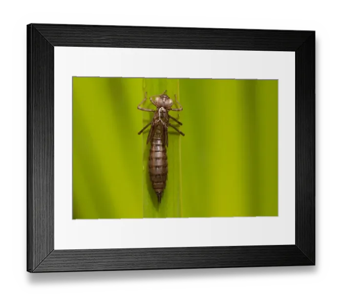 Framed Print : Southern Hawker (Aeshna cyanea) exuvia, shedded nymphal skin, Norfolk, England, July Framed Print : Southern Hawker (Aeshna cyanea) exuvia, shedded nymphal skin, Norfolk, England, July