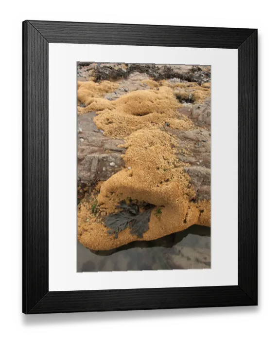 Framed Print : Honeycomb Worm (Sabellaria alveolata) tube reef colony, on exposed rocky shore at low tide, Bude, Cornwall, England Framed Print : Honeycomb Worm (Sabellaria alveolata) tube reef colony, on exposed rocky shore at low tide, Bude, Cornwall, England