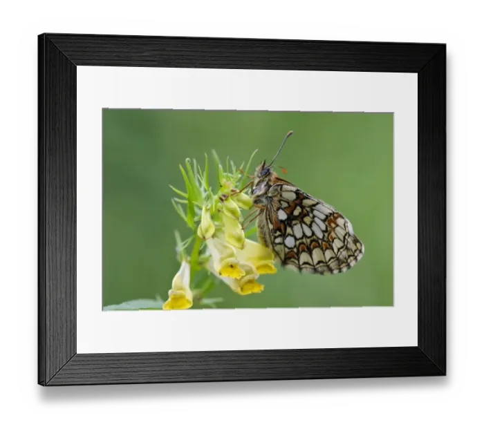 Framed Print : Heath Fritillary (Melitaea athalia) adult, resting on Common Cow-wheat (Melampyrum pratense)