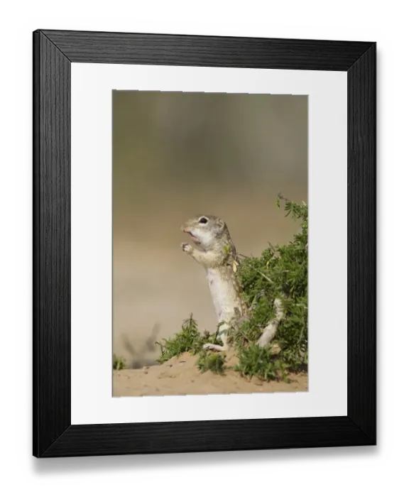 Framed Print : Mexican Ground Squirrel (Ictidomys mexicanus) adult, feeding, filling cheek pouches, South Texas, U. S. A. april Framed Print : Mexican Ground Squirrel (Ictidomys mexicanus) adult, feeding, filling cheek pouches, South Texas, U. S. A. april