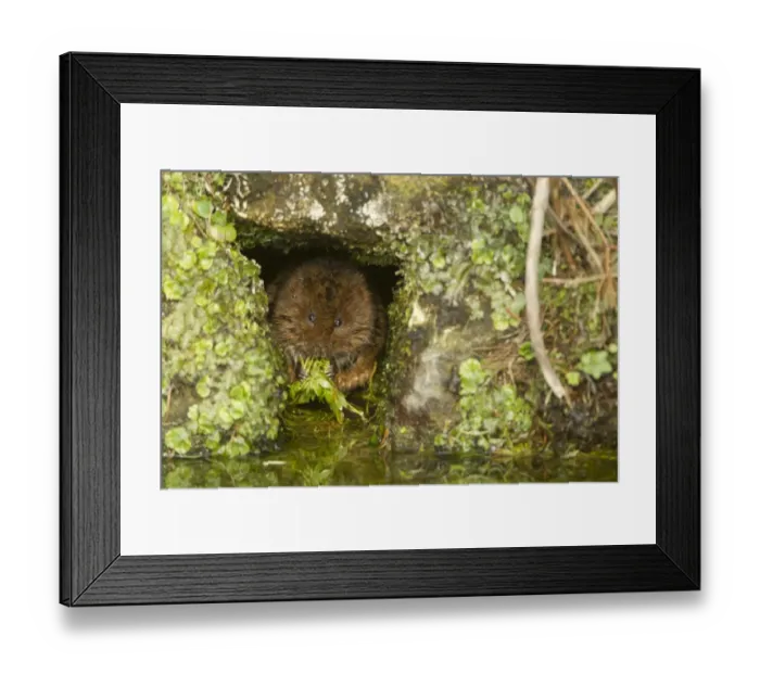 Framed Print : Water Vole (Arvicola terrestris) adult, feeding on leaves, at hole in canal bank, Derbyshire, England, March Framed Print : Water Vole (Arvicola terrestris) adult, feeding on leaves, at hole in canal bank, Derbyshire, England, March
